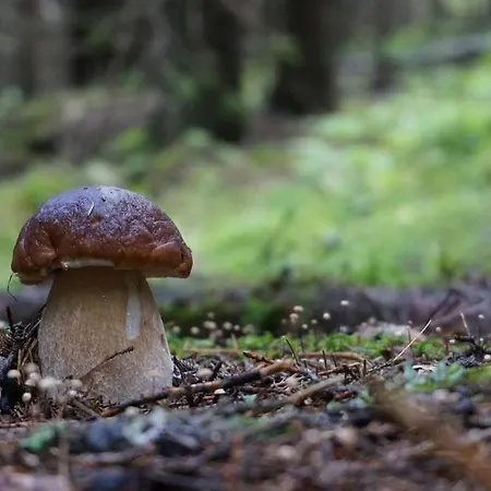 Le Vallon D'armandine, écologique Auvergne 3* Saint-Hilaire (Haute-Loire)
