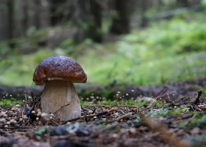 Le Vallon D'Armandine, Eco-Hebergement Auvergne 3* Saint-Hilaire (Haute-Loire)