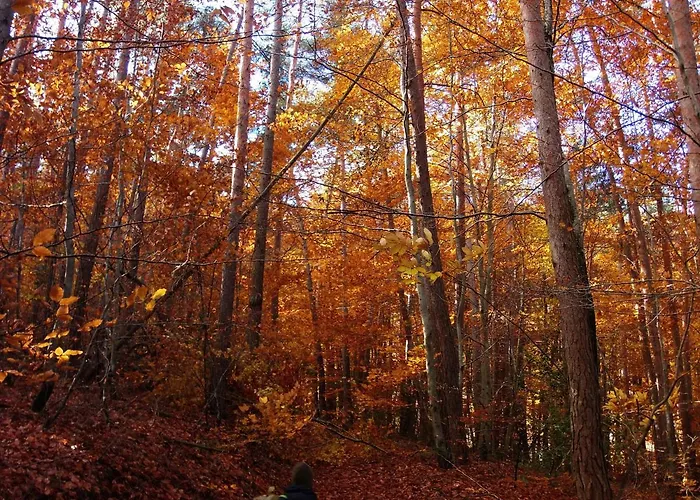 Bed & Breakfast Le Vallon D'Armandine, Eco-Hebergement Auvergne